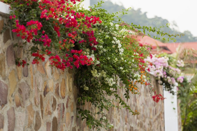 Wall with colorful flowers