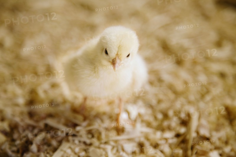 Chick