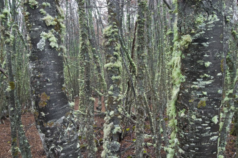 Patagonian Forest