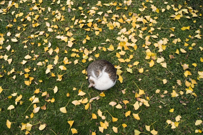 Cat sleeping on grass