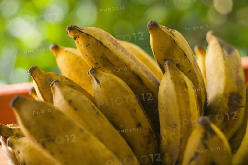 Bunch of plantains