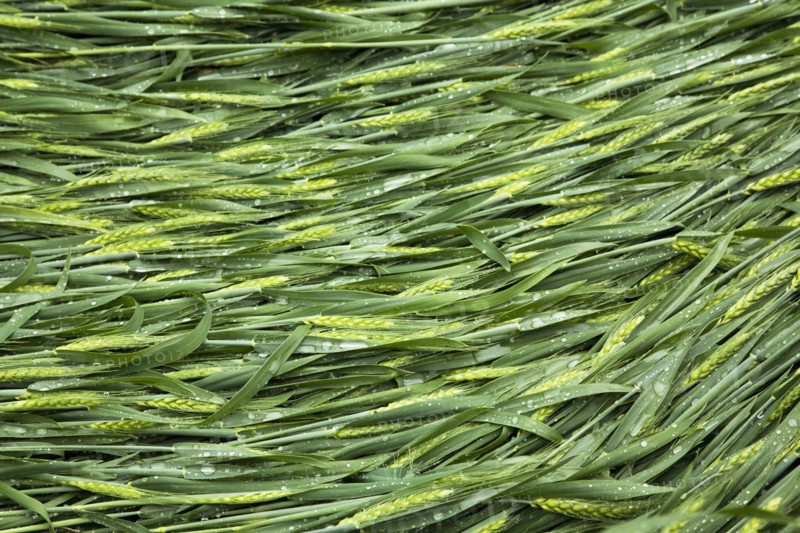 Barley