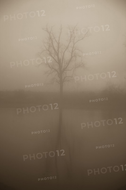 Tree in mist