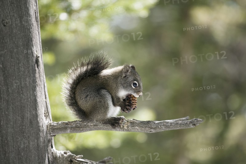 A pine squirrel eating a pine cone