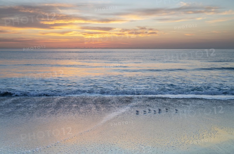 Small shore birds walking along beach at sunrise