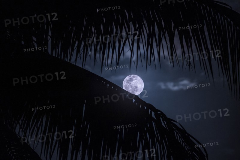Full Moon behind palm leaves