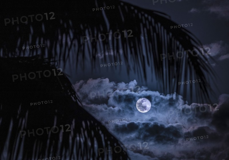 Full Moon and clouds behind palm leaves