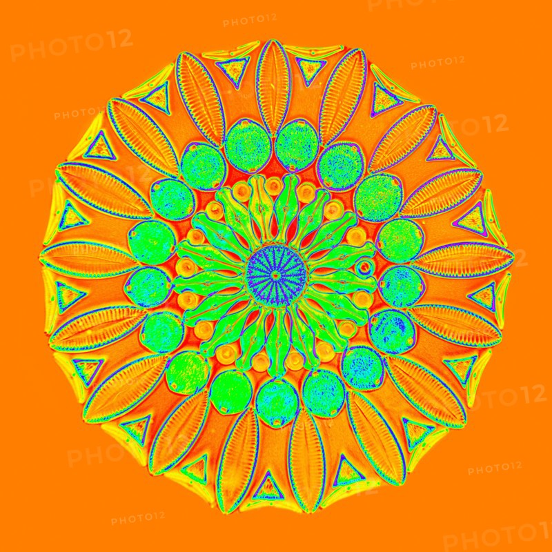 Colorful microscope view of decorative grouping of diatoms on slide