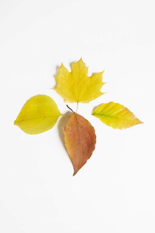 Assorted Autumn leaves on white background
