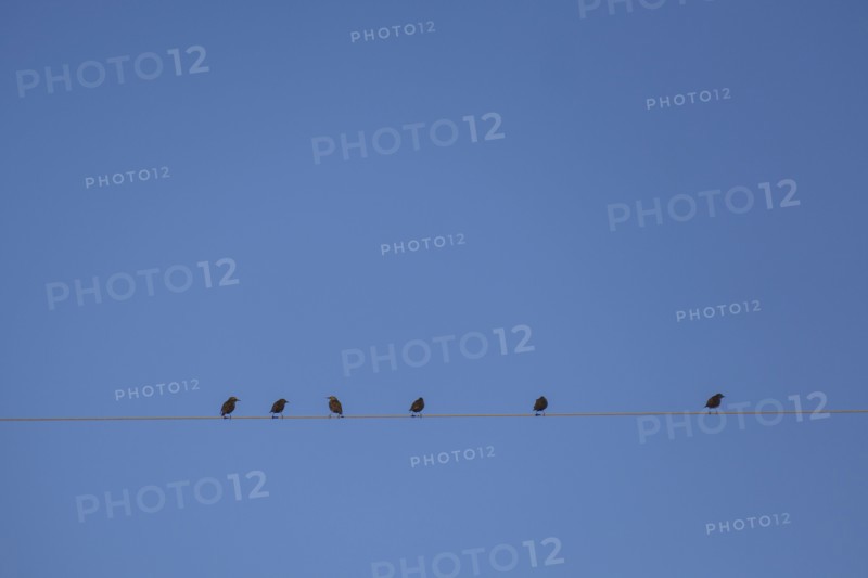Starlings perching on cable wire against blue sky