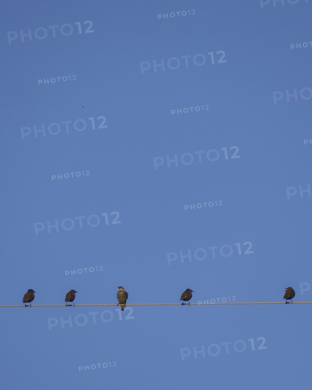 Starlings perching on cable wire against blue sky