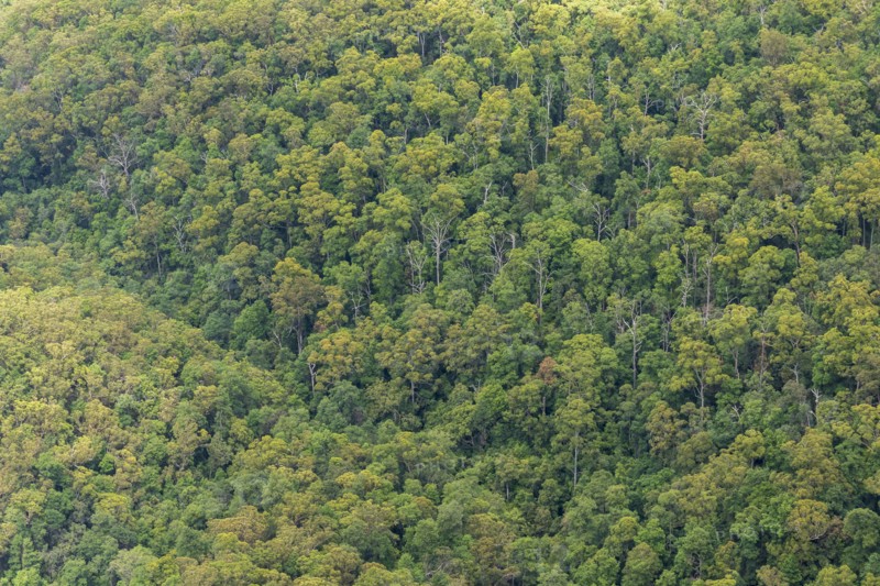 Dense Eucalyptus forest