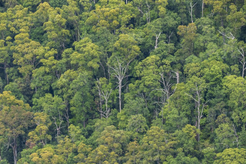 Dense Eucalyptus forest