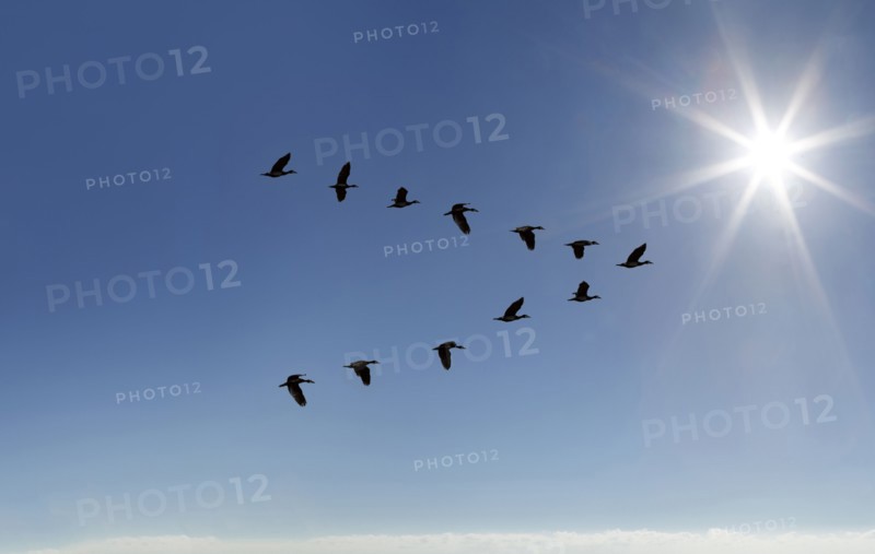 Egyptian Goose (Alopochen aegyptiaca) flying in V-formation on sunny sky