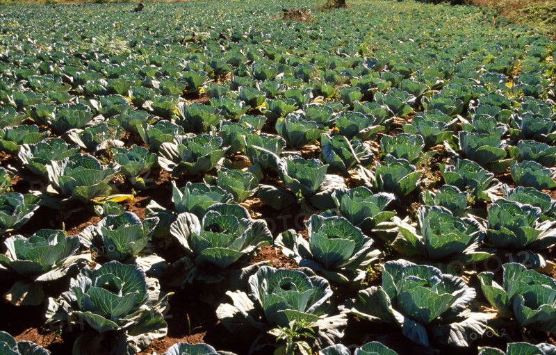 Cabbage field at sunny day