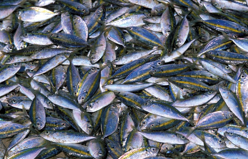 Heap of fresh fish