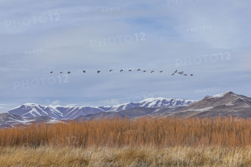 Flock of Canada Geese flying over marsh