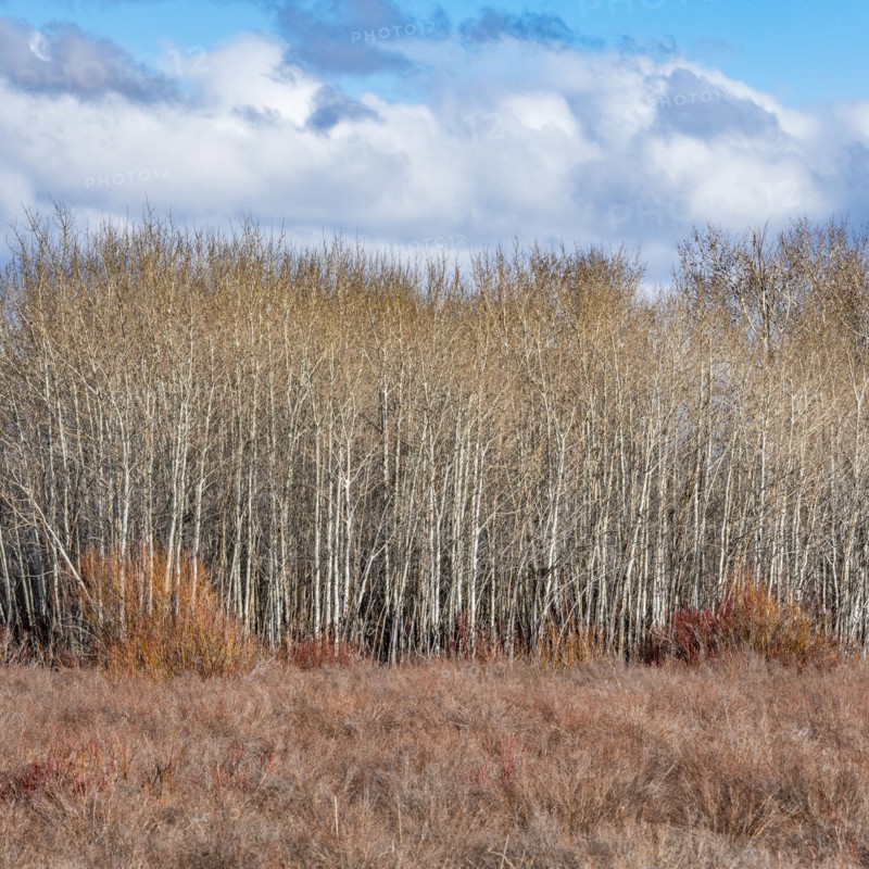 Leafless trees and clouds