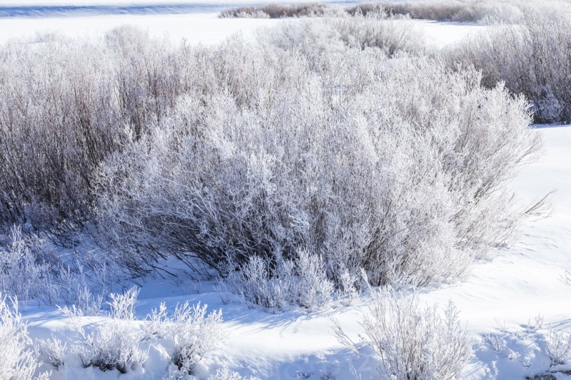 Icy riverside willows