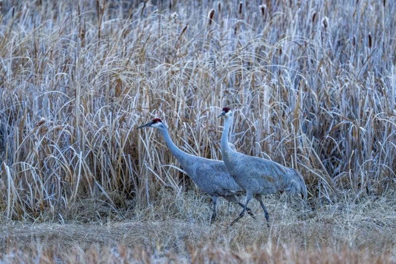 Sandhill cranes (Antigone canadensis) in marsh