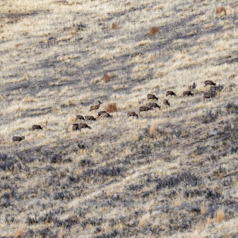 Herd of deer grazing on hillside
