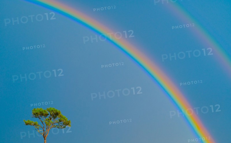 Single tree and double rainbow on blue sky