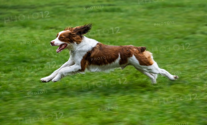 Springer spaniel running on lawn