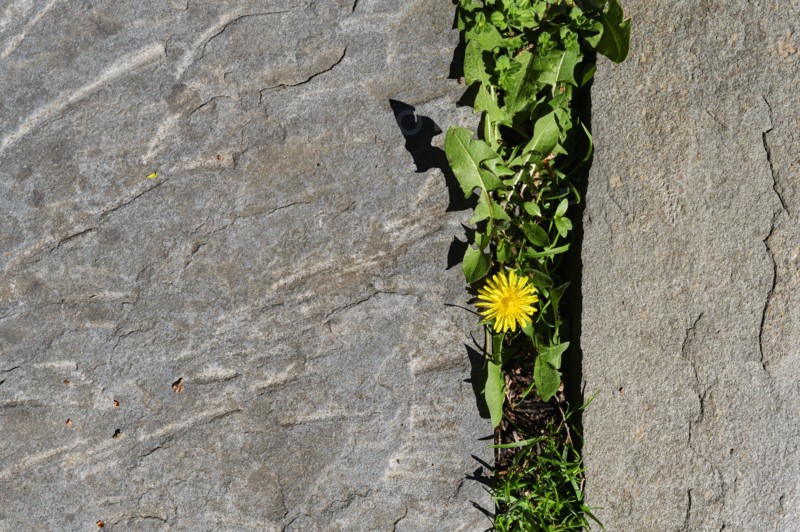Overhead view of dandelion growing in crack between slate stones