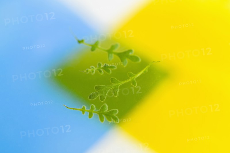 Green leaves on color background