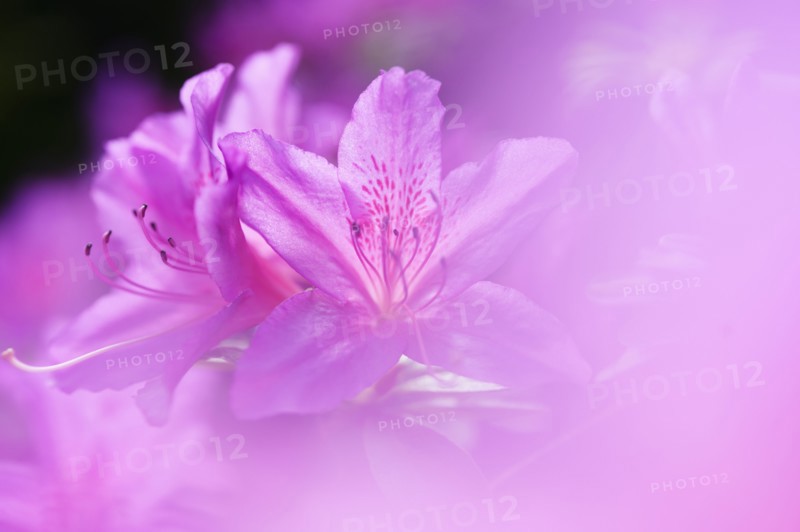 Close-up of pink azalea flowers