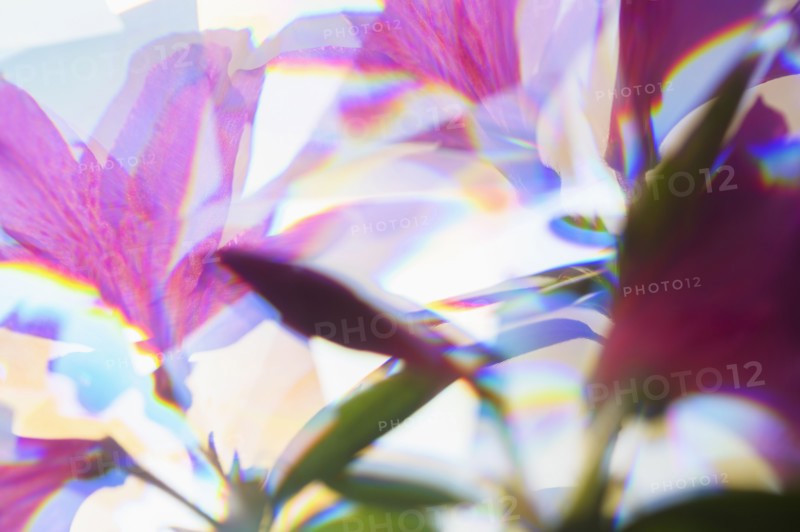 Close-up of pink azalea flowers in sunlight