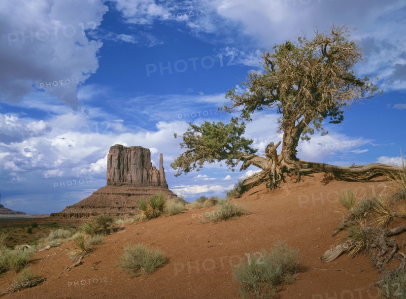Arizona