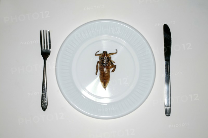 Overhead view of insect in plate for dinner