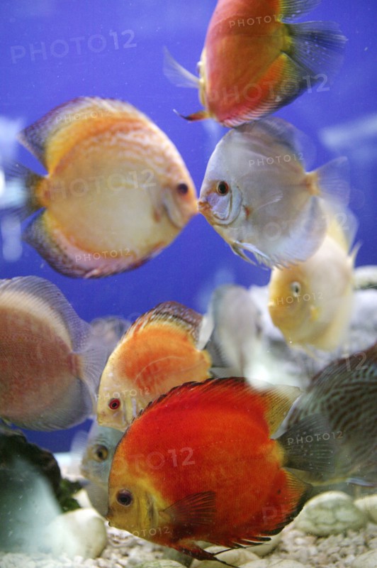 Colorful fishes in fish tank