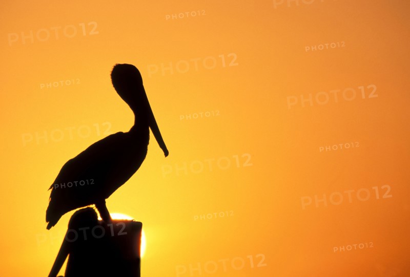 Silhouette of pelican perching on post against orange sky at sunset
