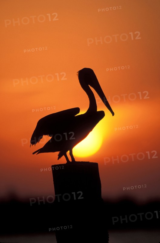Silhouette of pelican perching on post against orange sky at sunset