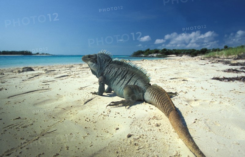 Turks and Caicos