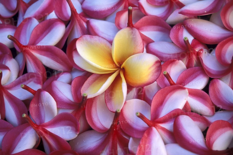 Close-up of frangipani flowers