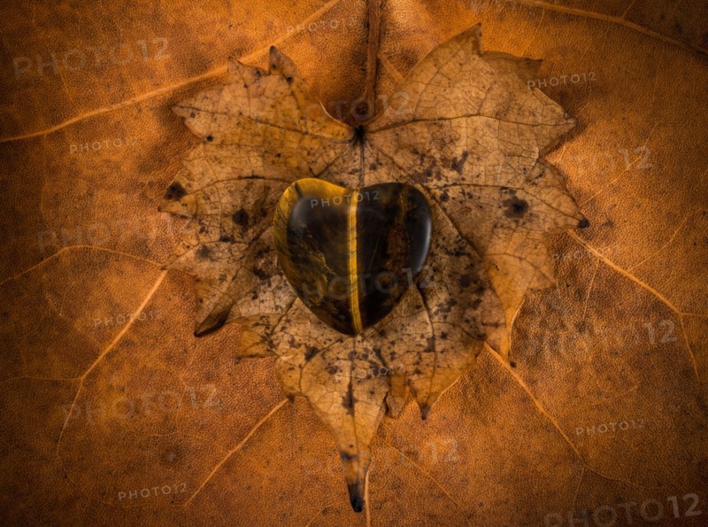 Wooden heart on autumn leaf