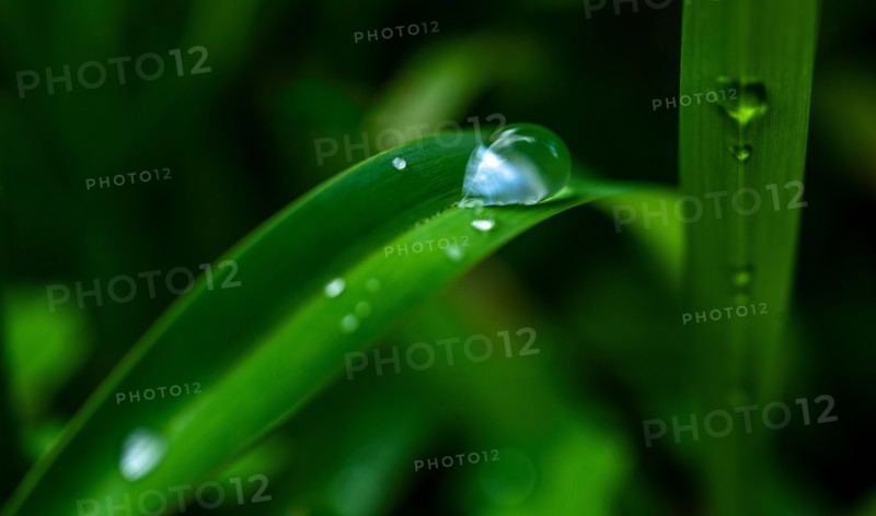 Close-up of water drops on grass