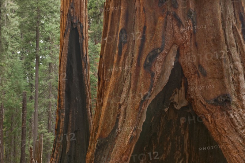 Usa, California, Sequoias in forest