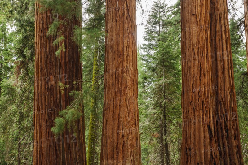 Usa, California, Sequoias in forest