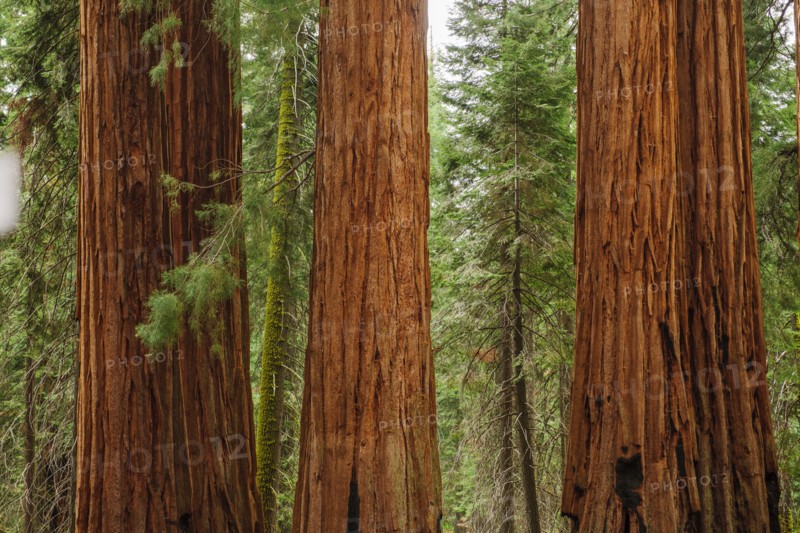 Usa, California, Sequoias in forest