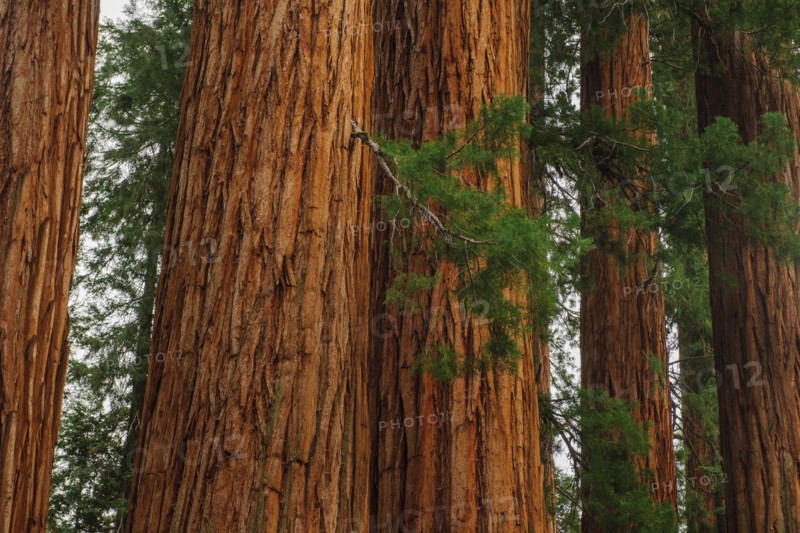Usa, California, Sequoias in forest