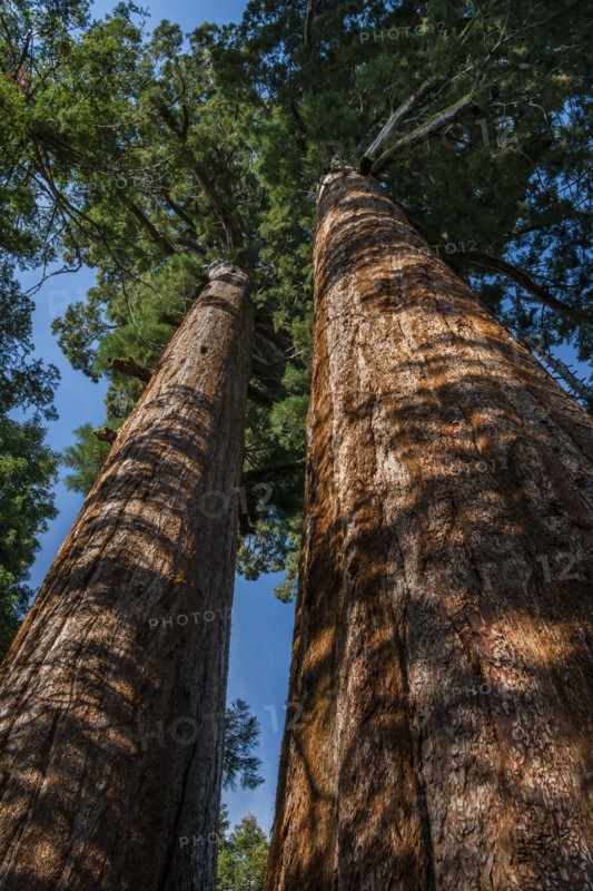 Usa, California, Low angle view of sequoias in forest