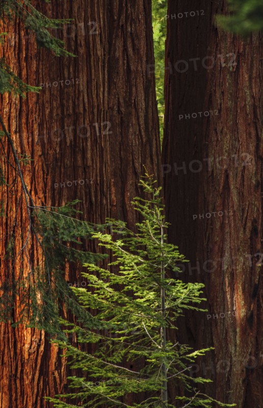 Usa, California, Close-up of sequoia trunks