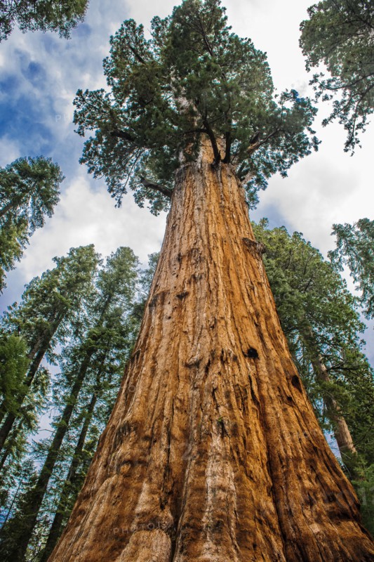 Usa, California, Low angle view of sequoia