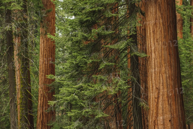 Usa, California, Sequoias in forest