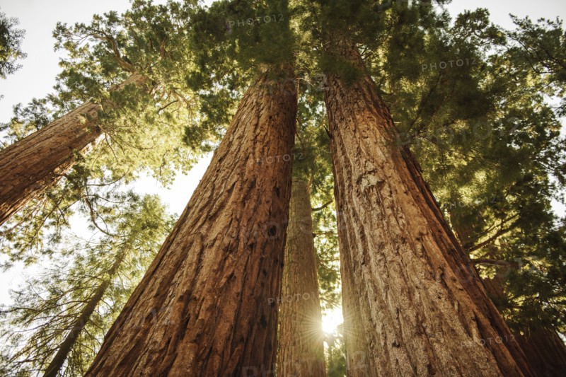 Usa, California, Low angle view of sequoias in forest