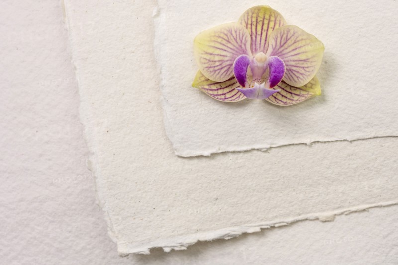 Orchid on white paper